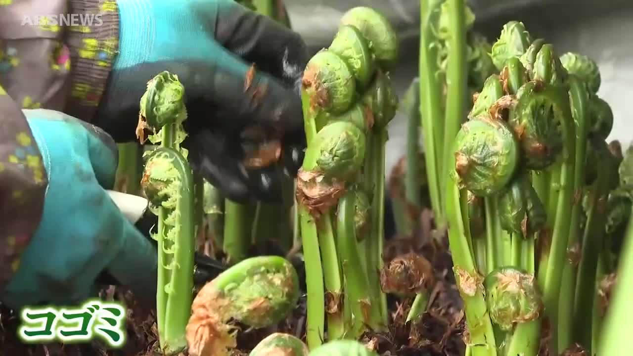 まだ雪が残る中…春を告げる山菜「コゴミ」の収穫 北秋田市の農業用