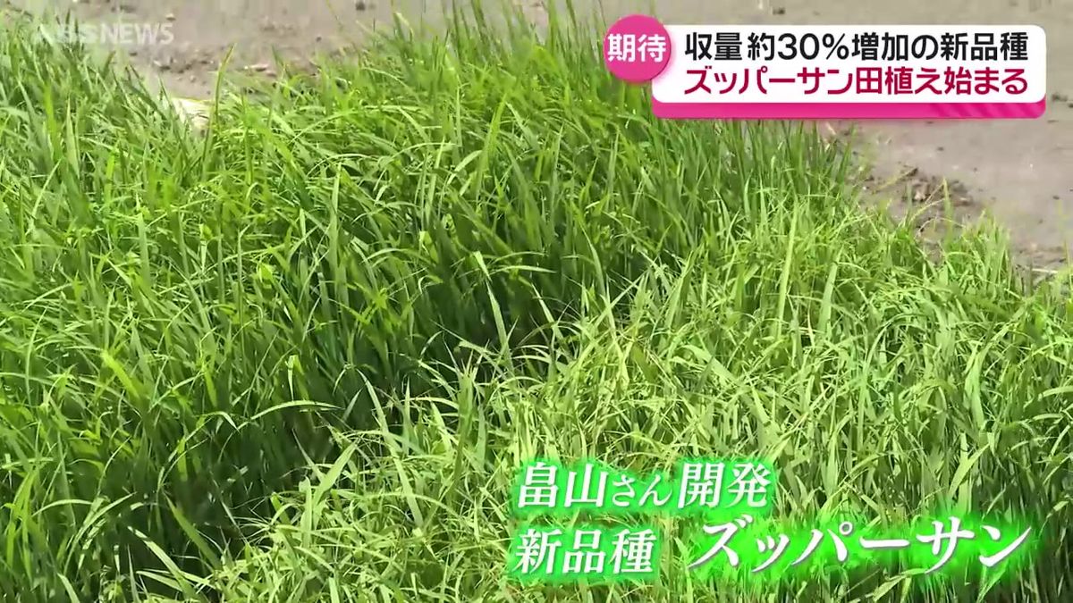 コメ価格が高騰！でもたくさん食べてほしい…地元農家が開発した収量の多い新品種の生産が本格化　その名は「ズッパーサン」　秋田・大館市