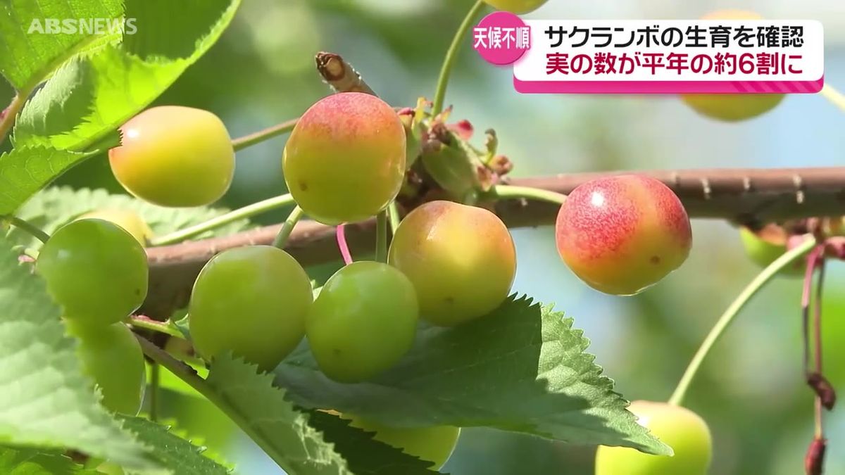 湯沢市の三関地区でサクランボの作況調査　実の数が平年の6割ほどにとどまる　開花時期の天候不順で受粉が進まず