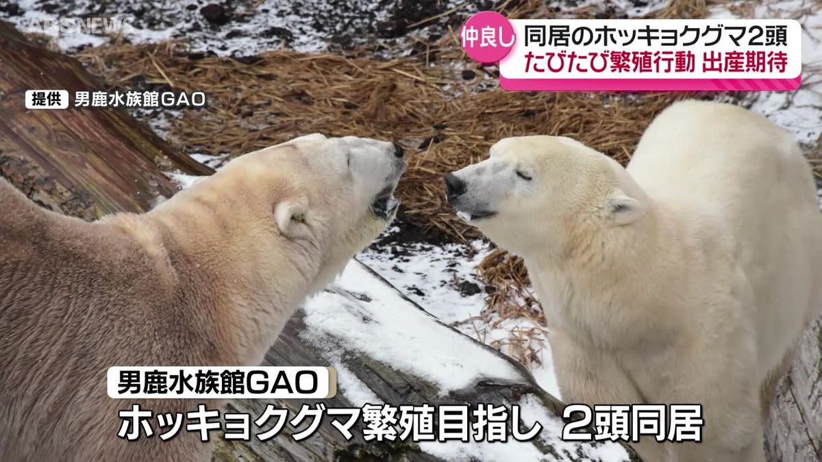 男鹿市・男鹿水族館GAOの2頭のホッキョクグマが仲むつまじく　繁殖行動がたびたびみられ飼育担当者は「期待できる」