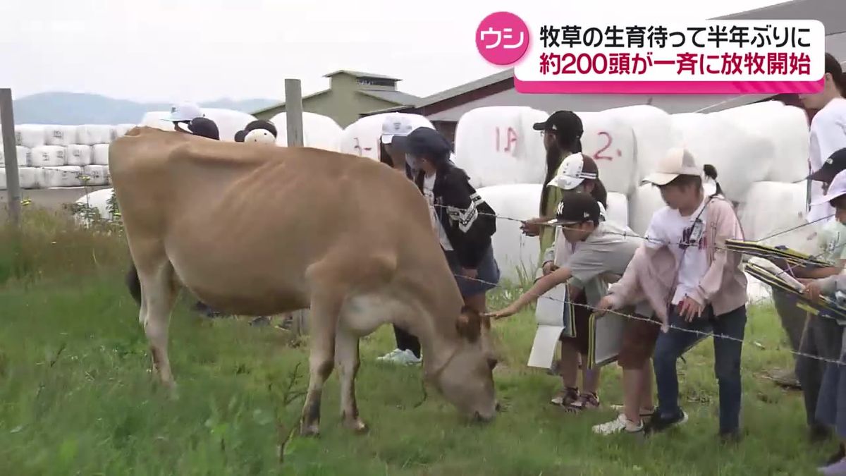 晴天の県内　牧場では恒例のウシの放牧　子どもたちも見守る　秋田県にかほ市