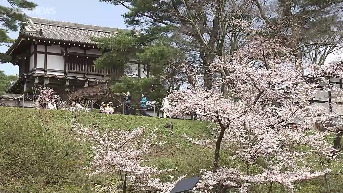 千秋公園でソメイヨシノ満開　花見客でにぎわう