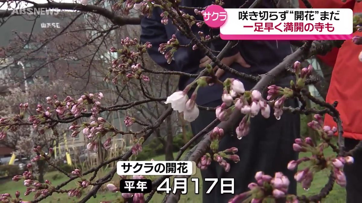 サクラ前線も足踏み…14日の秋田県内は雨が降り気温が上がらず　開花はいつ？