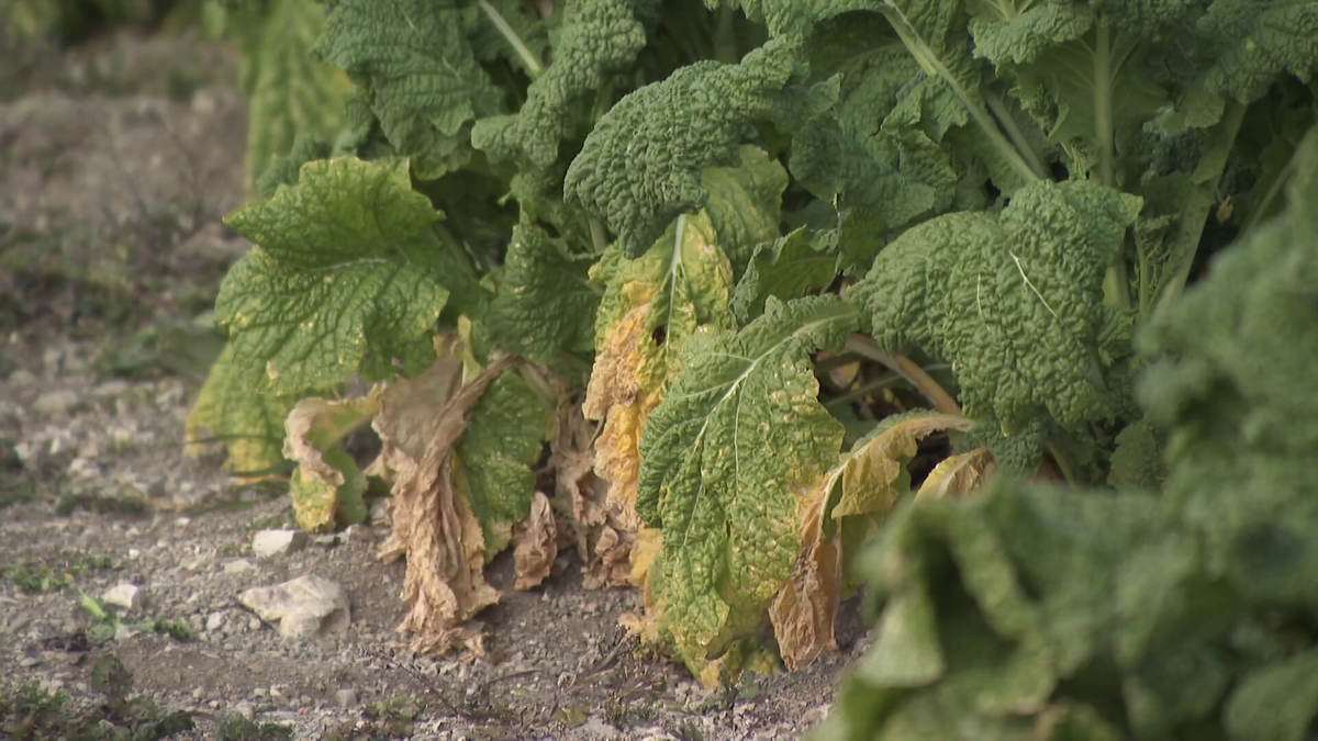 “雨不足”が花や野菜の生育を直撃！菜の花とブロッコリーの葉は変色、スプリンクラーが異例の稼働…農園は危機感「雨乞いしたいくらい降らない」