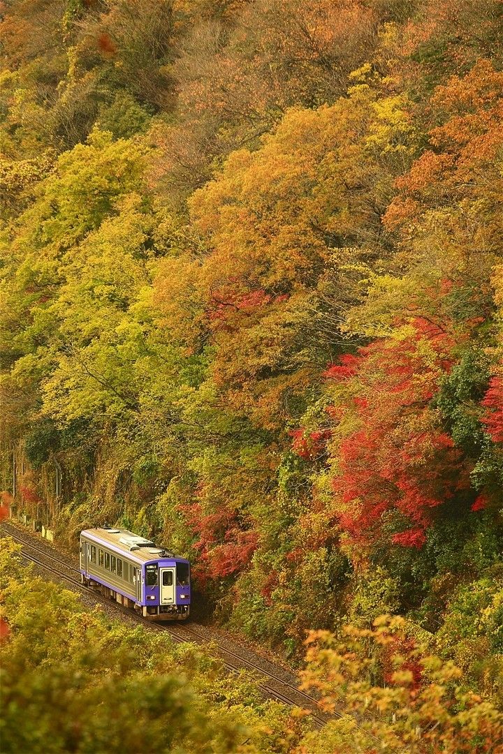 関西本線沿線の美しい秋の情景（ＪＲ西日本提供）