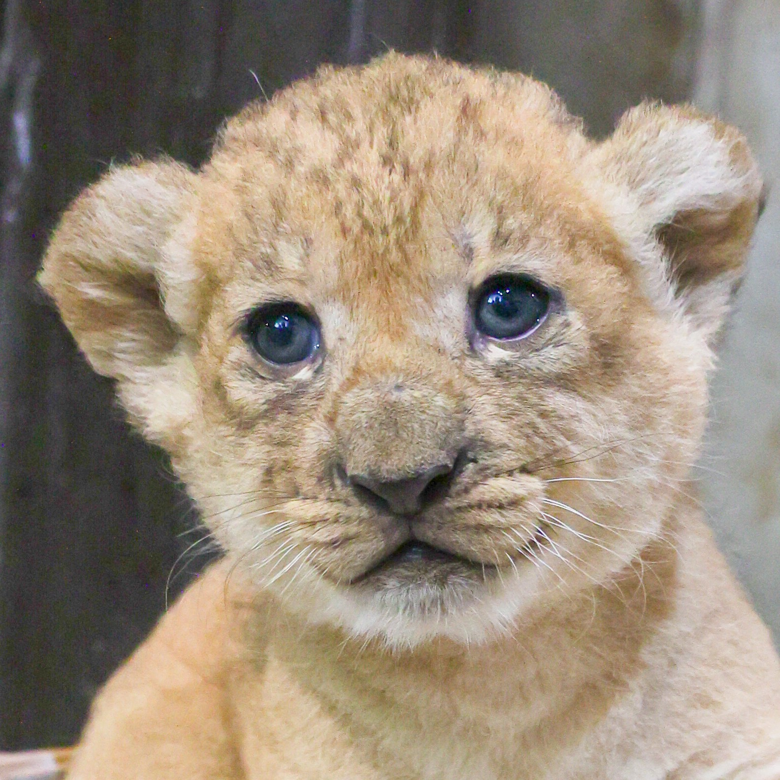 のんほいパーク」のライオンの赤ちゃん 10月7日にお披露目が決定！ 母