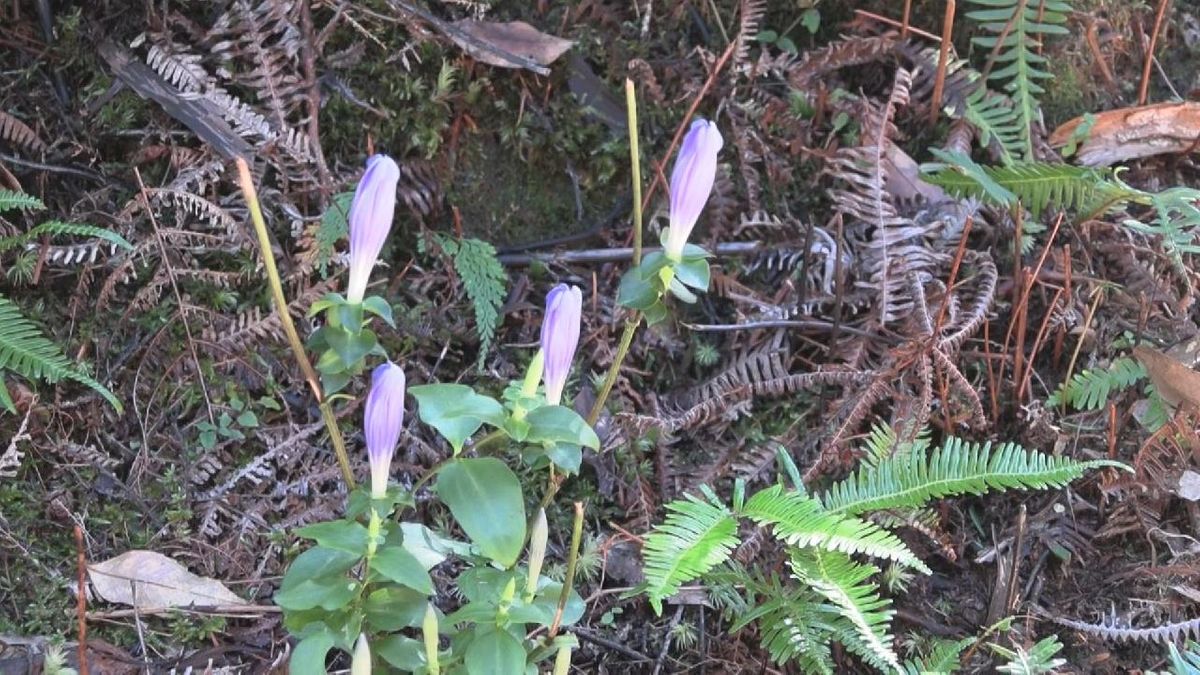 熊野古道でアサマリンドウの花が見頃　晴れると咲き曇りや雨の日は花が閉じる青紫色の可憐な花　三重・紀北町