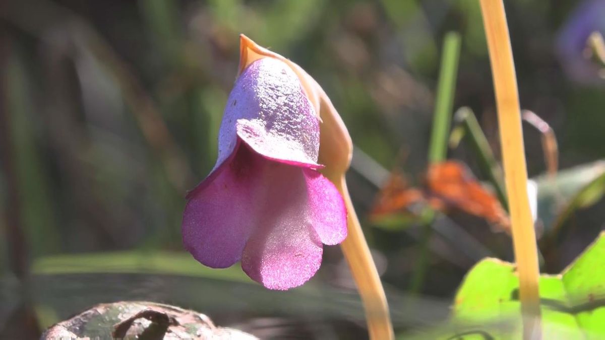 秋の訪れ「ナンバンギセル」見頃　薄紫色の花でキセルに似ているとして名付けられる　三重・紀北町