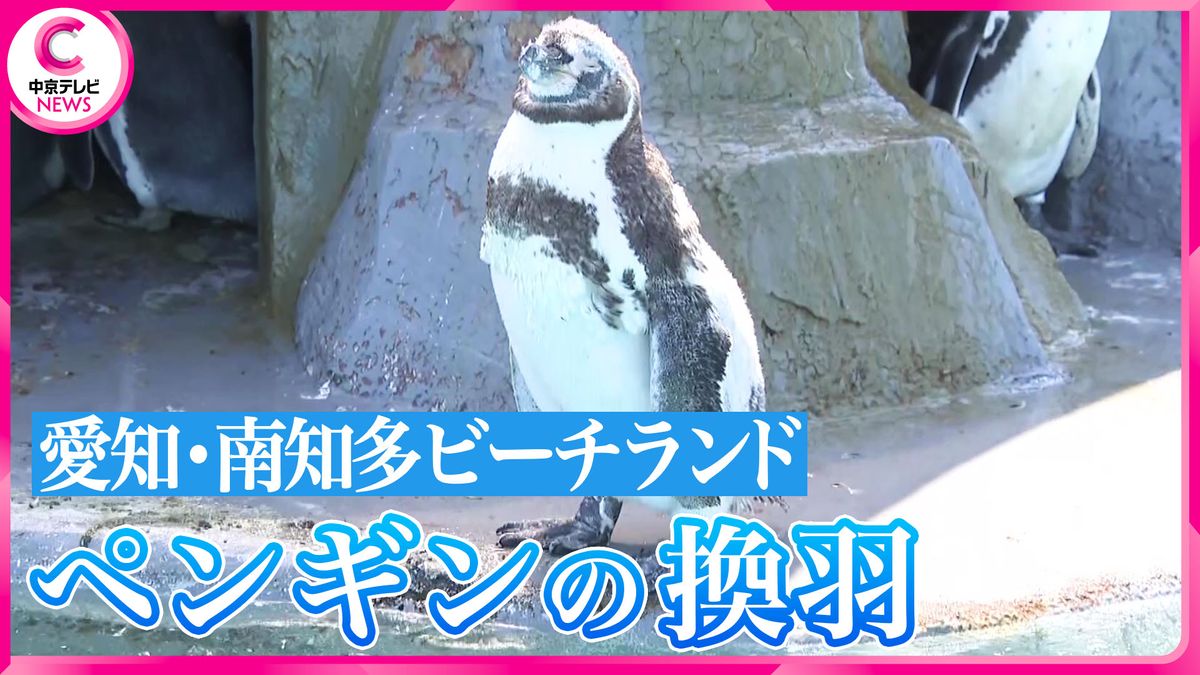 水族館の人気者ペンギンに“異変”!?　暑いのにモコモコの羽　愛知・南知多ビーチランド