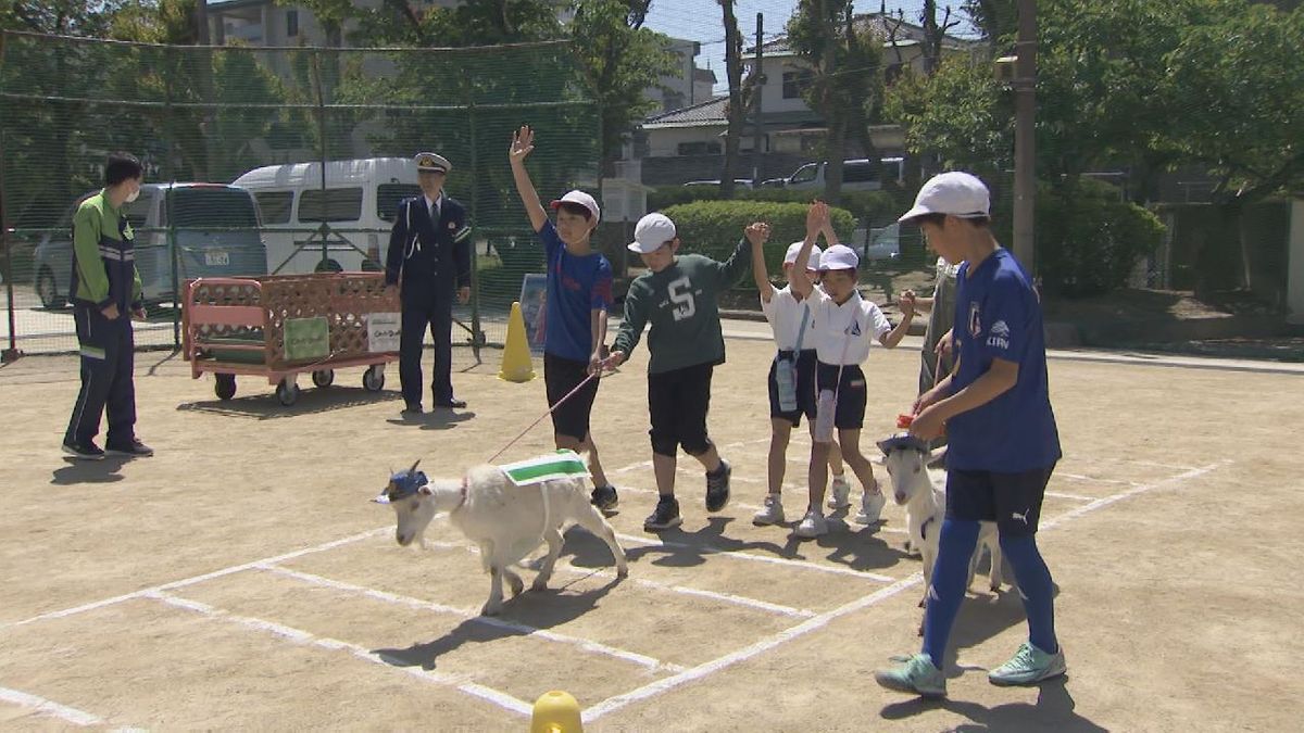 ５月10日はヤギ（ゴート）の日　ヤギと一緒に安全に横断歩道渡る訓練　愛知・名東警察署