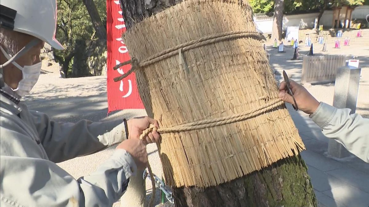 マツの「こも巻き」　冬の訪れの前に害虫駆除　　愛知・岡崎公園