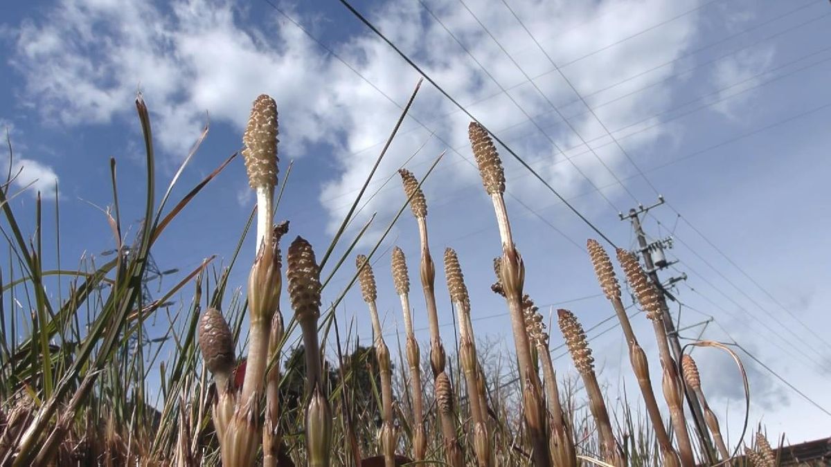 春の訪れ･･･「ツクシ」が顔を出す　三重・紀北町