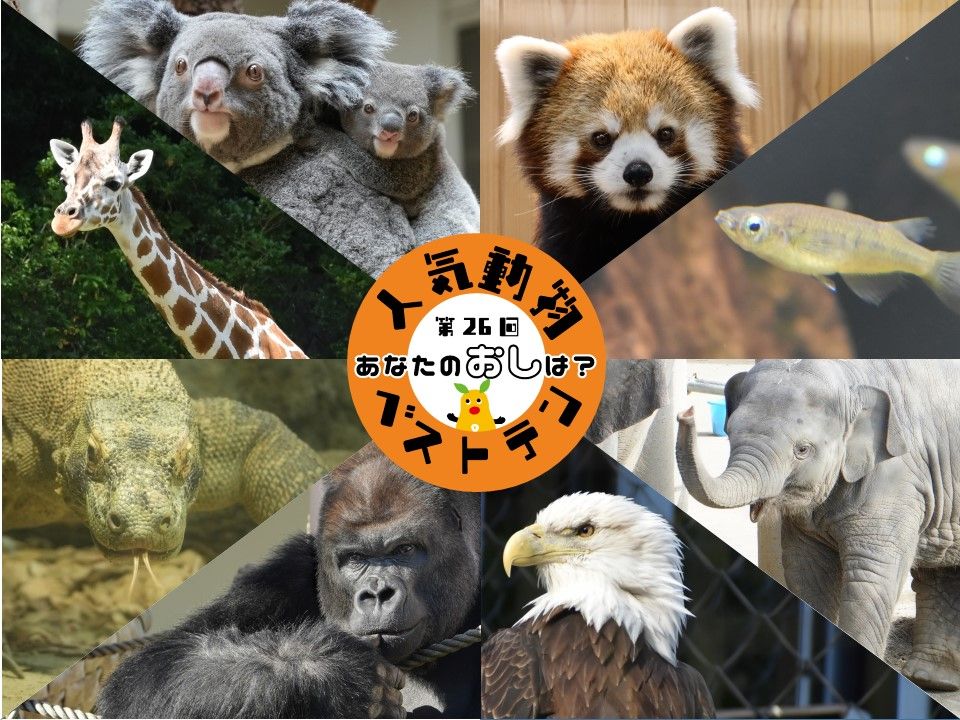 人気動物ベストテン（東山動植物園提供）