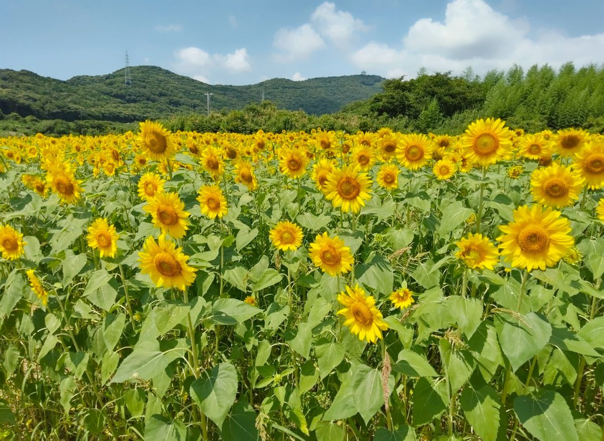 園児の植えたひまわり（昨年）