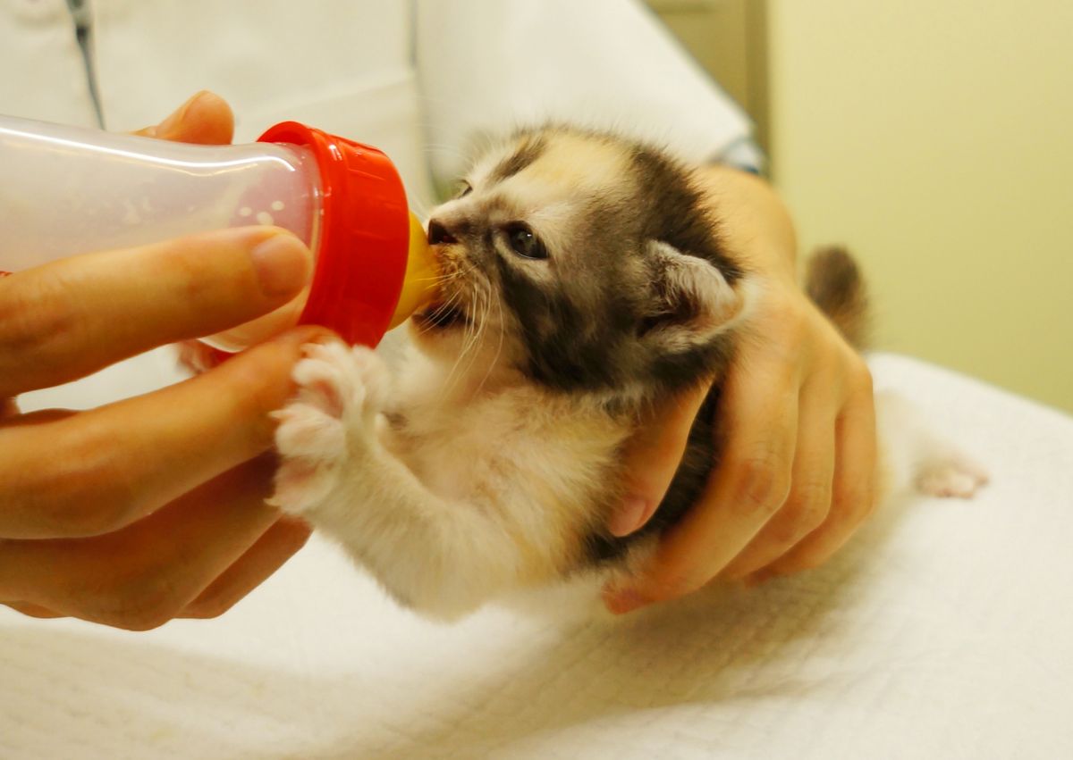 【名古屋市】犬猫の「殺処分ゼロ」継続へ　クラファンで支援呼びかけ　目標2000万円　“のら猫の避妊去勢手術”“譲渡ボランティア支援”などに活用（2026年10月1日掲載）｜中京テレビNEWS NNN