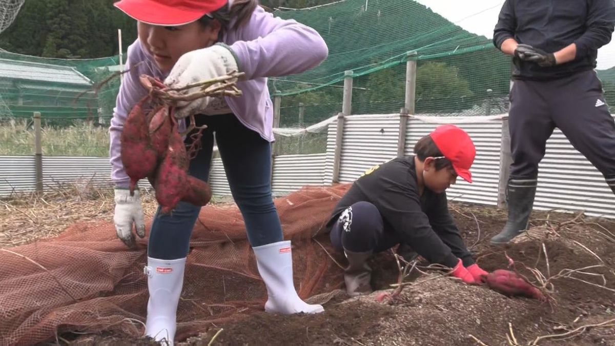 今年度で閉校の小学校で･･･   子どもたちが最後の「いも掘り体験」　三重・紀北町