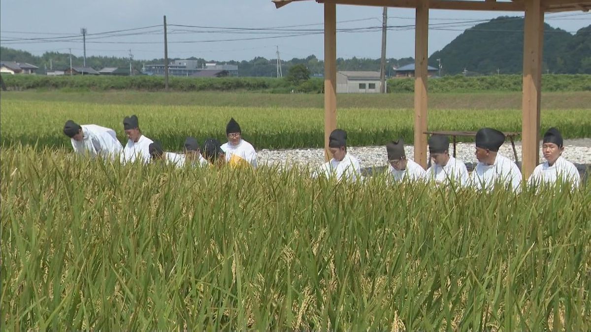 伊勢神宮に奉納する米を収穫 　神宮神田で「抜穂祭」　10月からの神事で使用