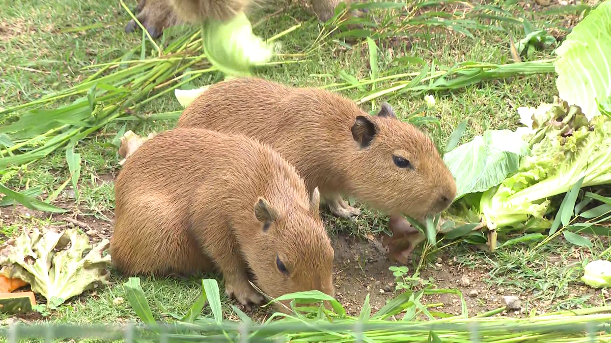 カピバラ夫婦に赤ちゃん誕生 真夏の大ゲンカで恋もショーも休止… 飼育