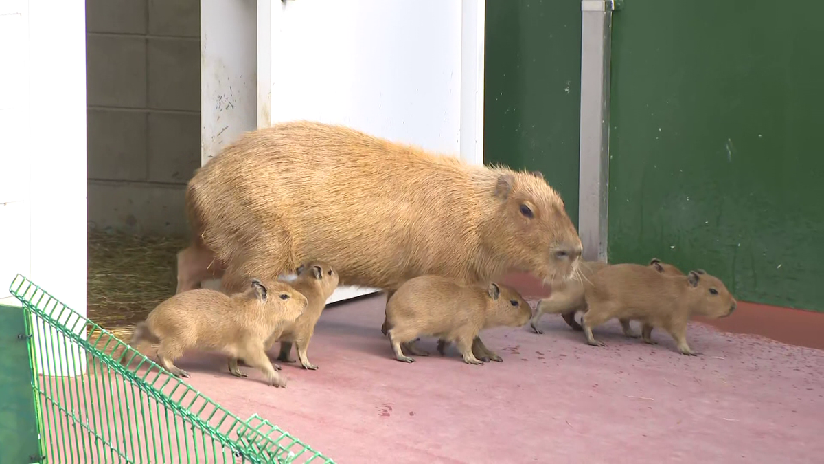 カピバラ夫婦に赤ちゃん誕生 真夏の大ゲンカで恋もショーも休止… 飼育