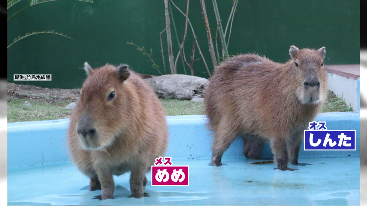 カピバラ夫婦に赤ちゃん誕生 真夏の大ゲンカで恋もショーも休止… 飼育