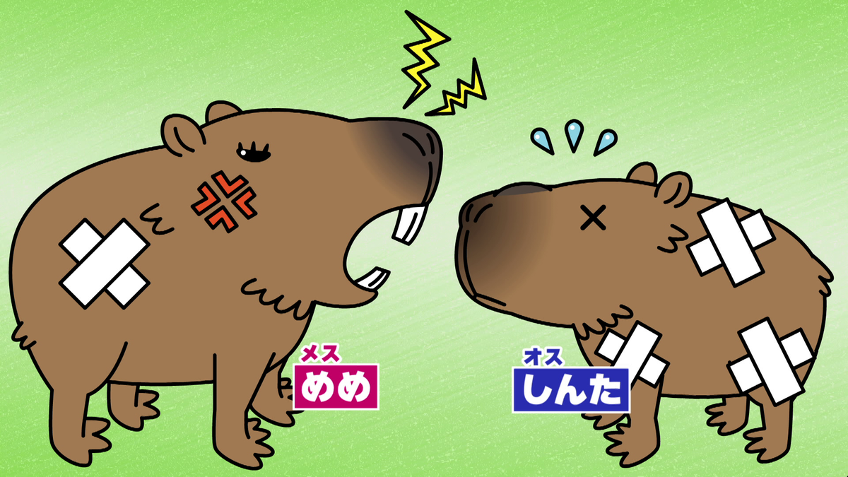 カピバラ夫婦に赤ちゃん誕生 真夏の大ゲンカで恋もショーも休止… 飼育