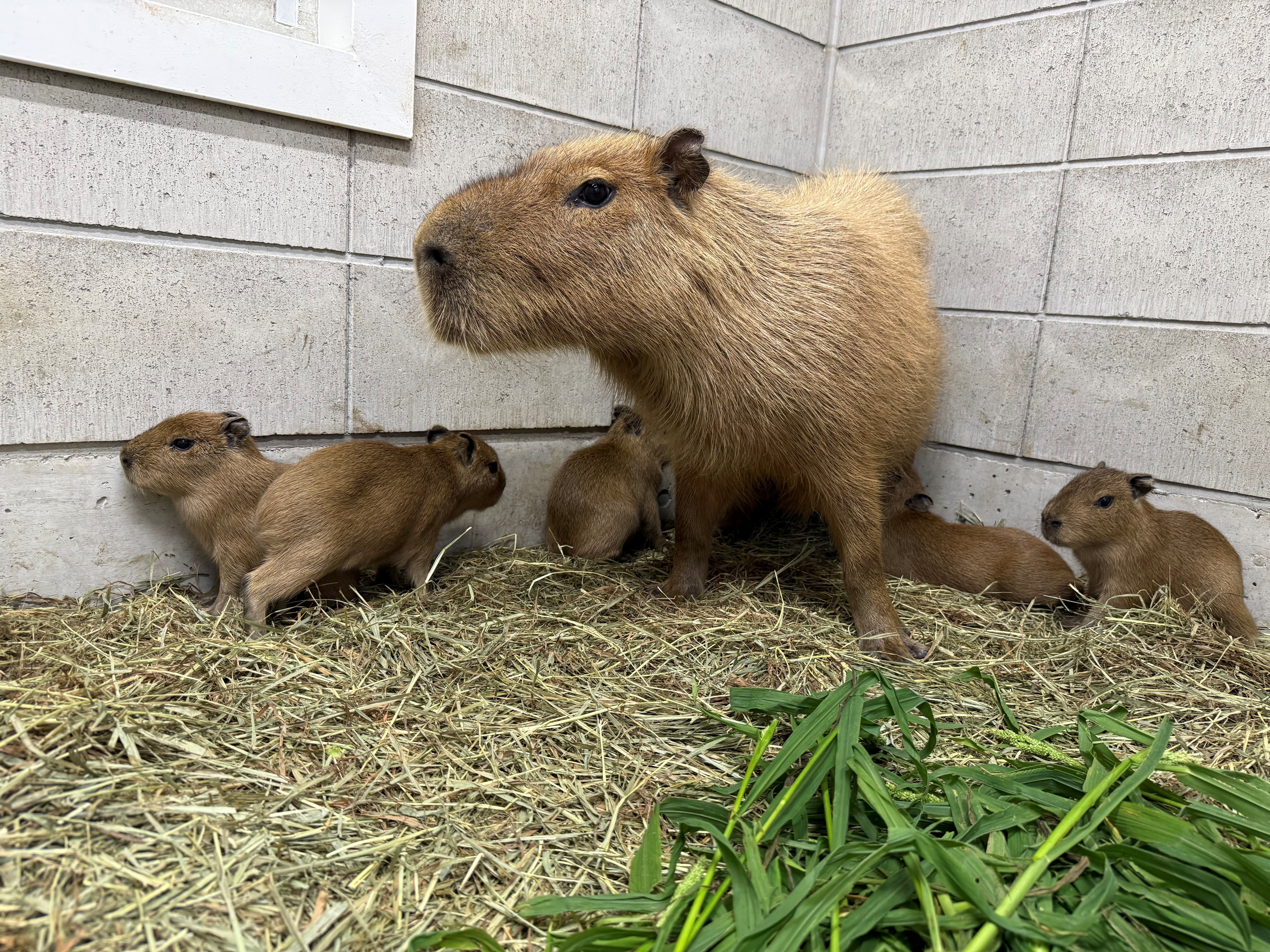 カピバラの赤ちゃん5頭誕生 「歩き回ったり、草を食べる行動も」 母