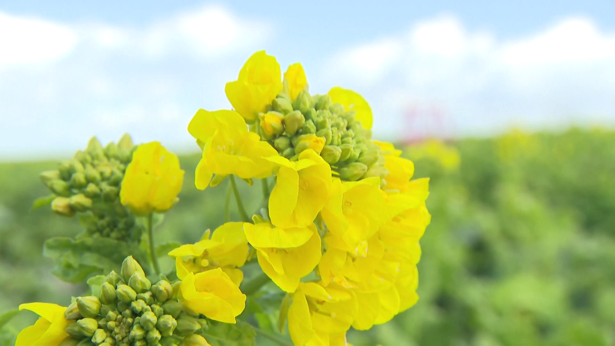 2か月遅れで「菜の花」開花　花が咲かずに苦しんだ農園の苦肉の策「キムチ作戦」とは？　愛知・南知多町