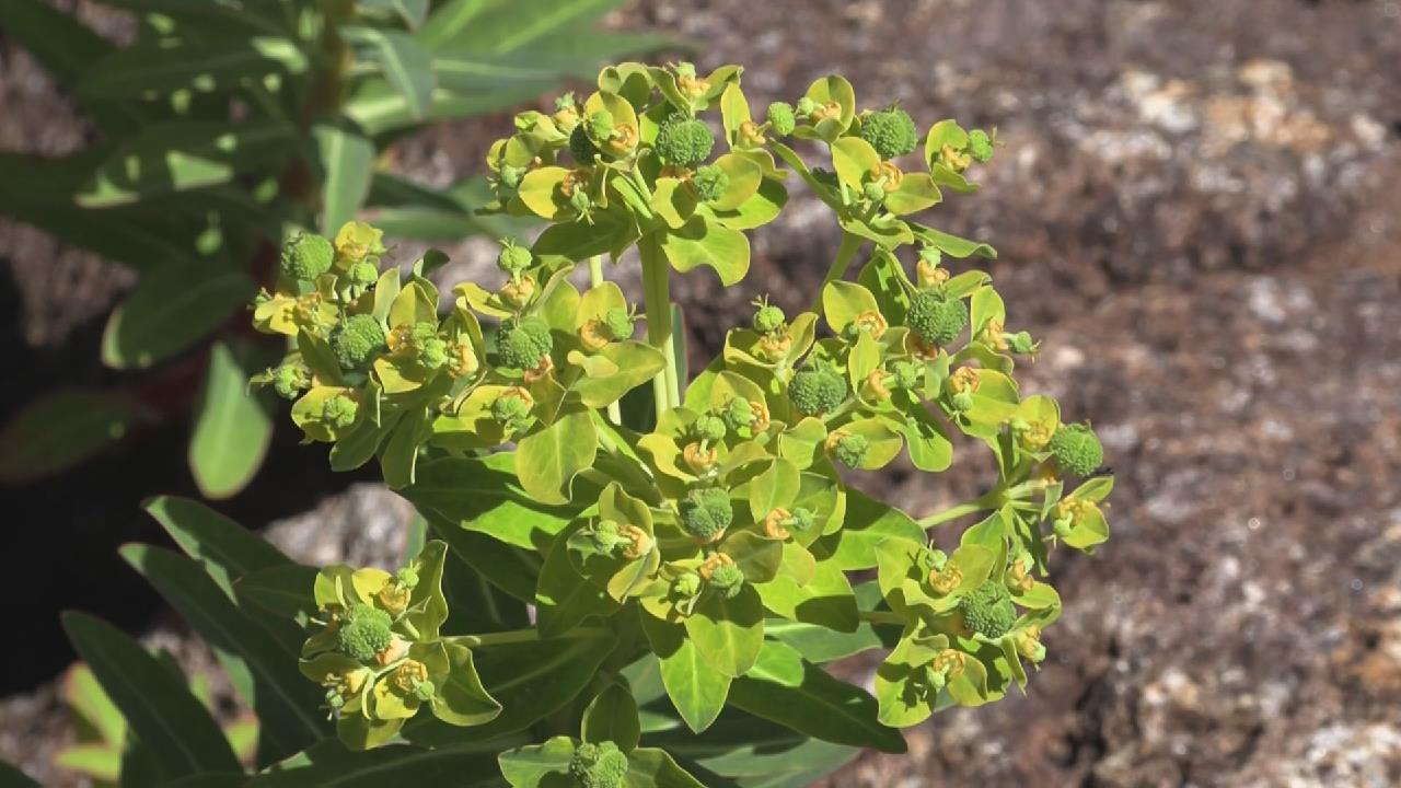 黄色い花を咲かせる希少種「イワタイゲキ」 見ごろを迎える 三重・熊野