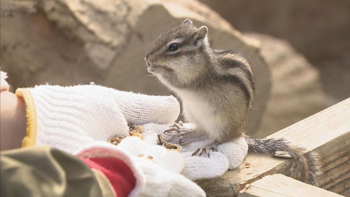 「リスの森」で冬眠から目覚めたリスが元気に走りまわる　岐阜・高山市