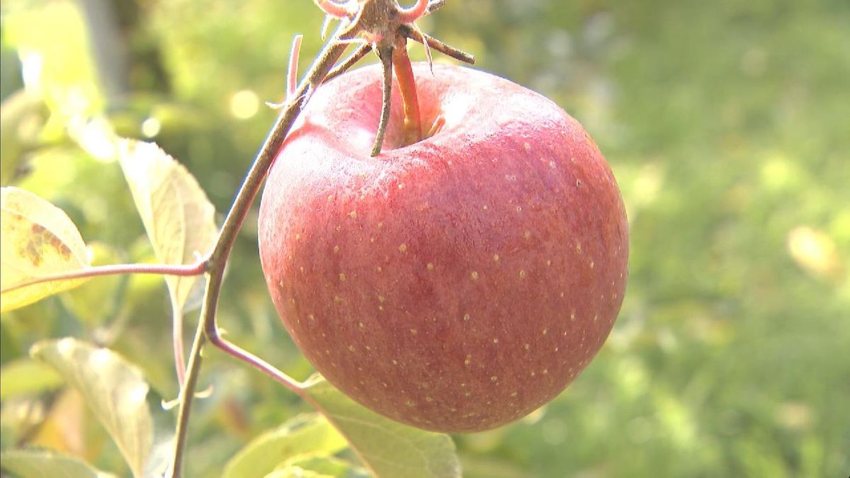 蜜が入り糖度も高い  「飛騨りんご」の収穫　岐阜・高山市