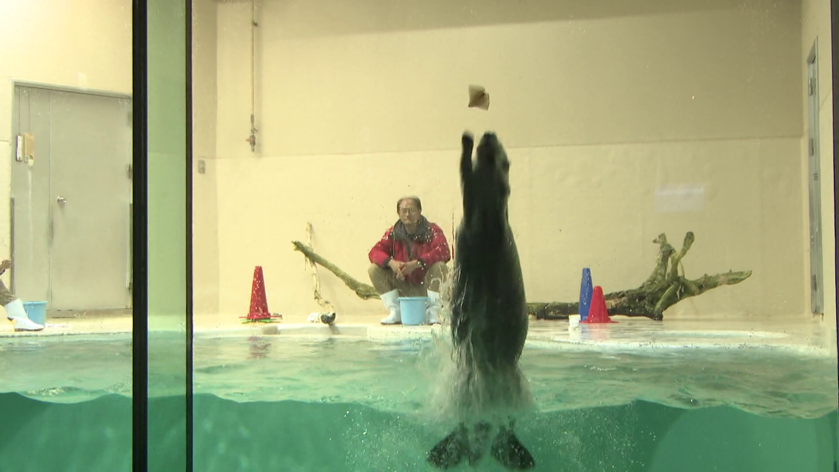 国内に2頭だけのラッコ“メイ”と“キラ” 毛並みまで再現した飼育員