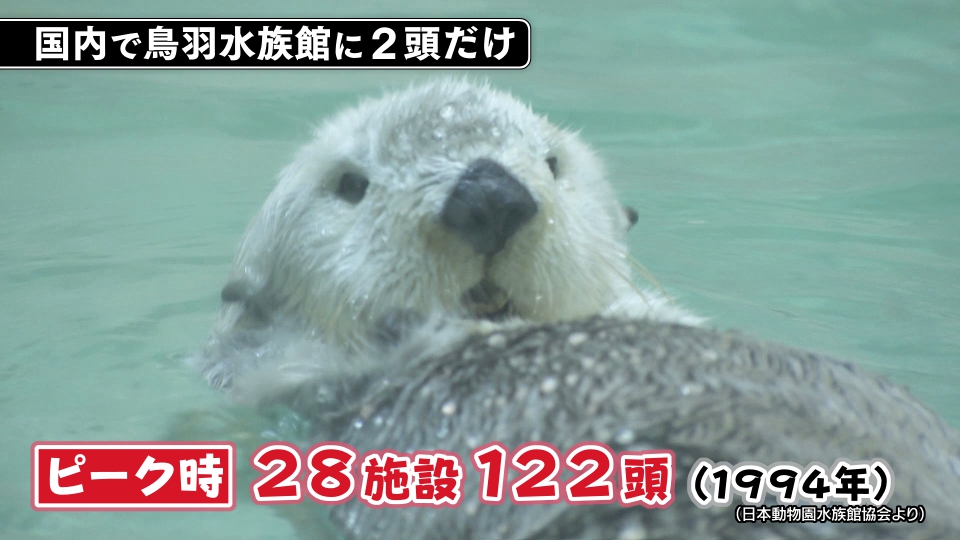 国内に2頭だけのラッコ“メイ”と“キラ” 毛並みまで再現した飼育員監修の