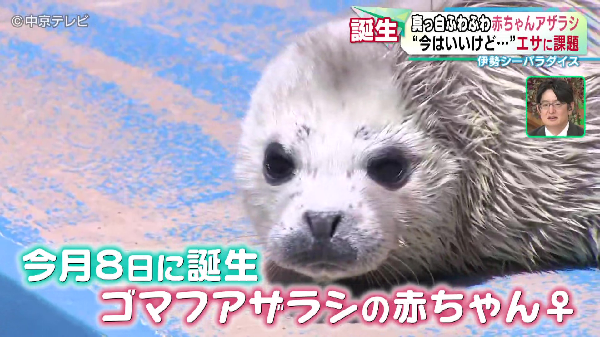 真っ白ふわふわ赤ちゃんアザラシ “今はいいけど…”エサに課題 水族館も