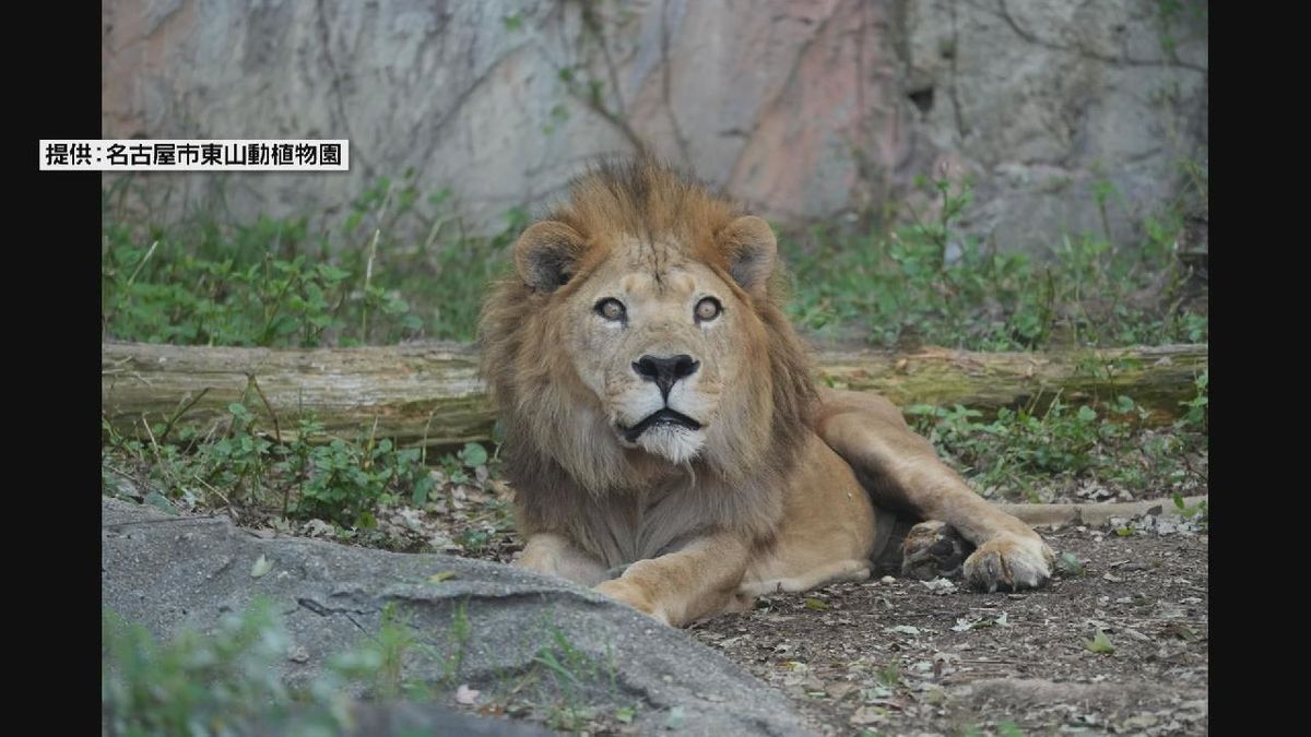 ライオンの「サン」息をひきとる　東山動植物園