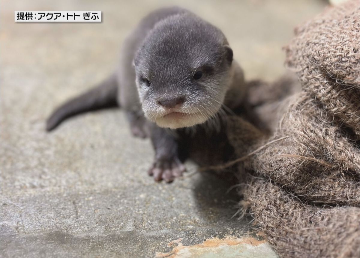 すくすく成長中！コツメカワウソの赤ちゃんが誕生　岐阜・各務原市