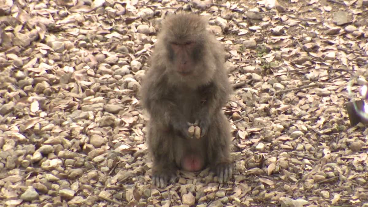 「サルが両手に石を持って…」　経営難を救うサルの“ご支猿”大作戦　愛知・犬山市