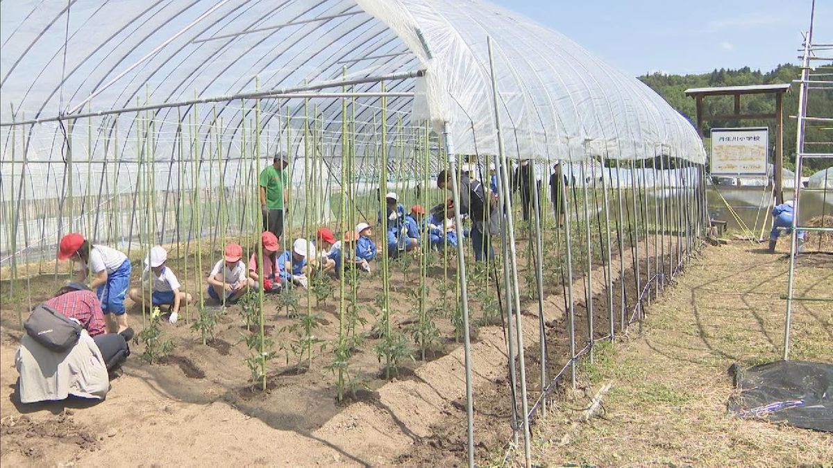 小学生がトマトの苗植えを体験　全国有数のトマトの産地で　岐阜・高山市
