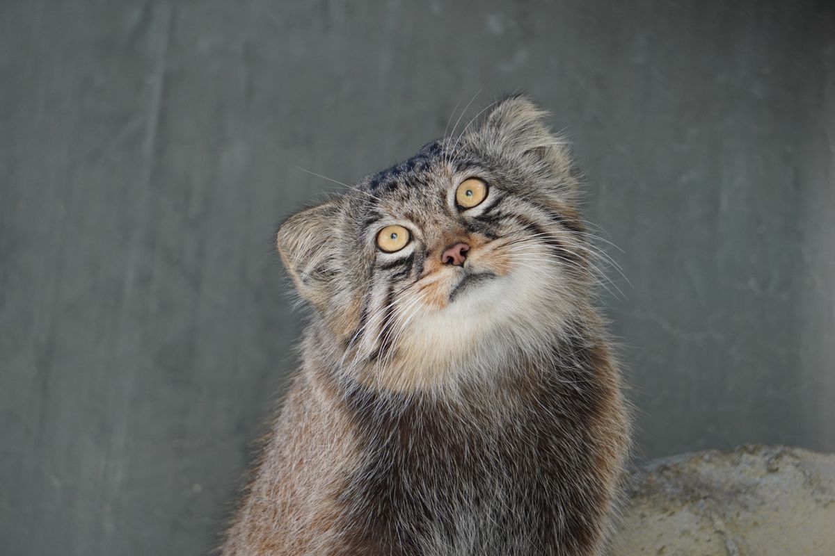 東山動植物園のマヌルネコ3兄弟「ヒデ」、名古屋から北海道へお