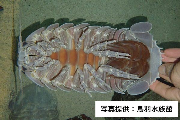 ☆三重★鳥羽水族館☆ダイオウグソクムシ★シルバー☆記念メダル★茶平工業 鳥羽水族館のダイオウグソクムシ 最後の1個体「No.34」が死ぬ 19年