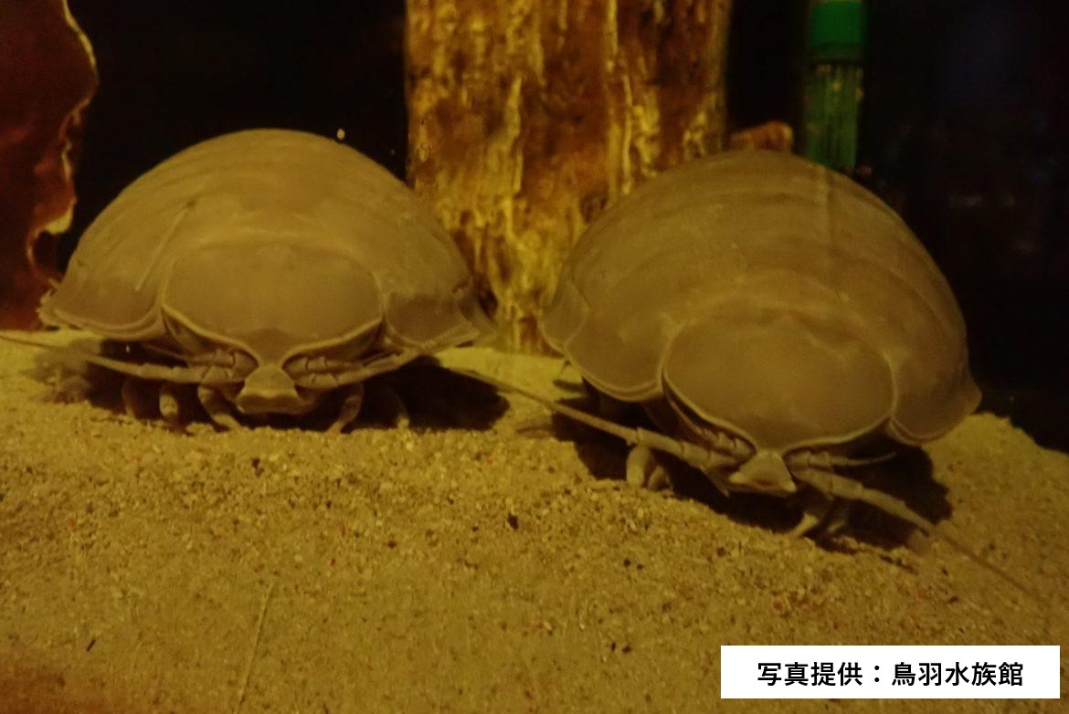 ☆三重★鳥羽水族館☆ダイオウグソクムシ★シルバー☆記念メダル★茶平工業 鳥羽水族館のダイオウグソクムシ 最後の1個体「No.34」が死ぬ 19年