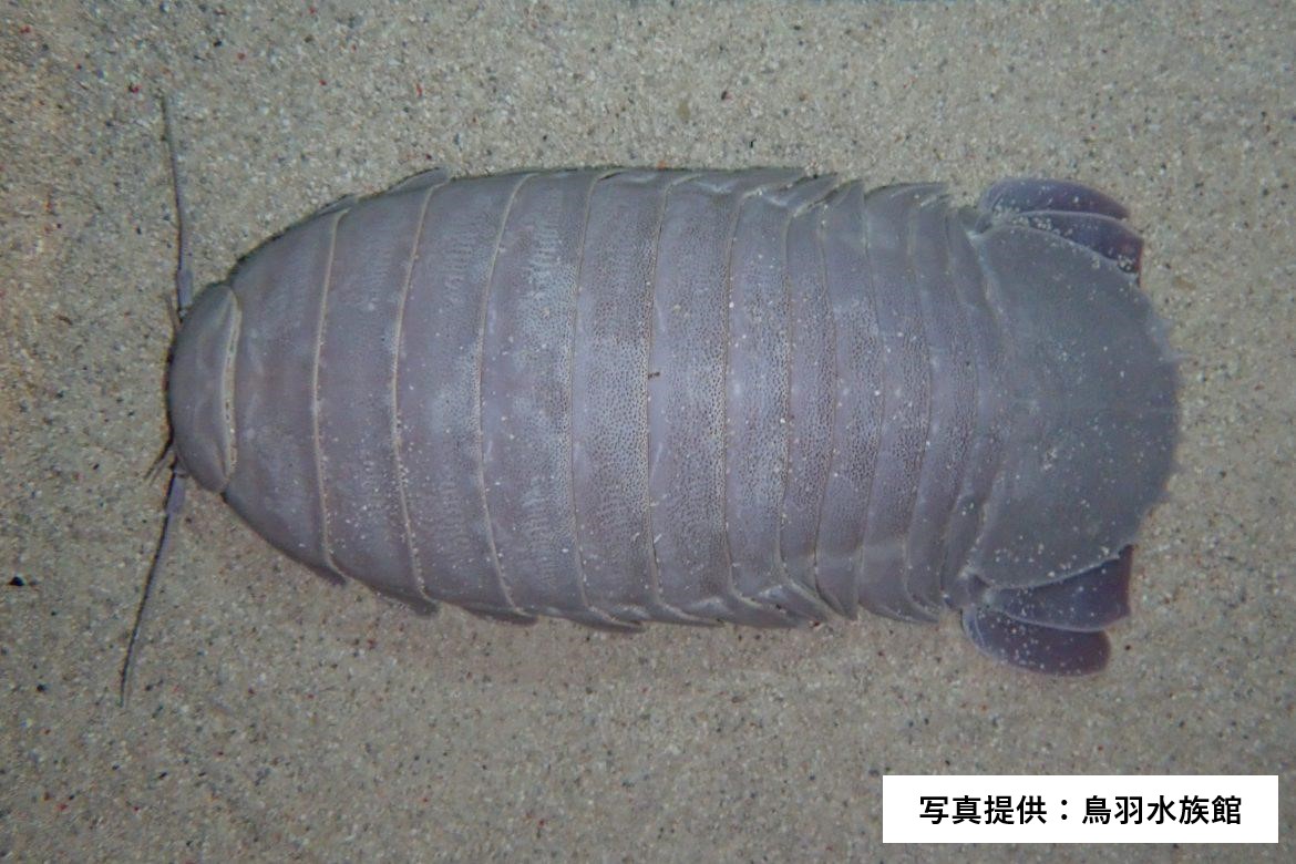 鳥羽水族館のダイオウグソクムシ 最後の1個体「No.34」が死ぬ 19年