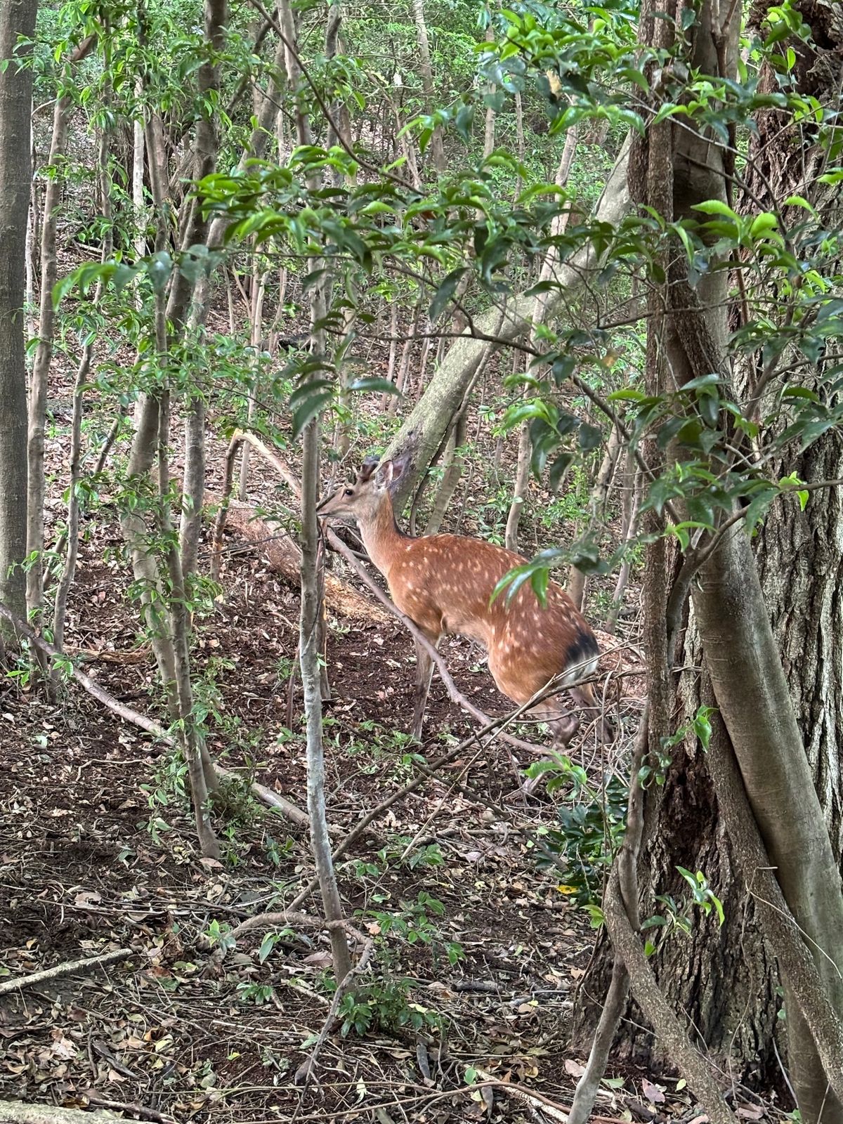 獣害被害の削減を目指しサークルを発足（提供：トラッパーズ）