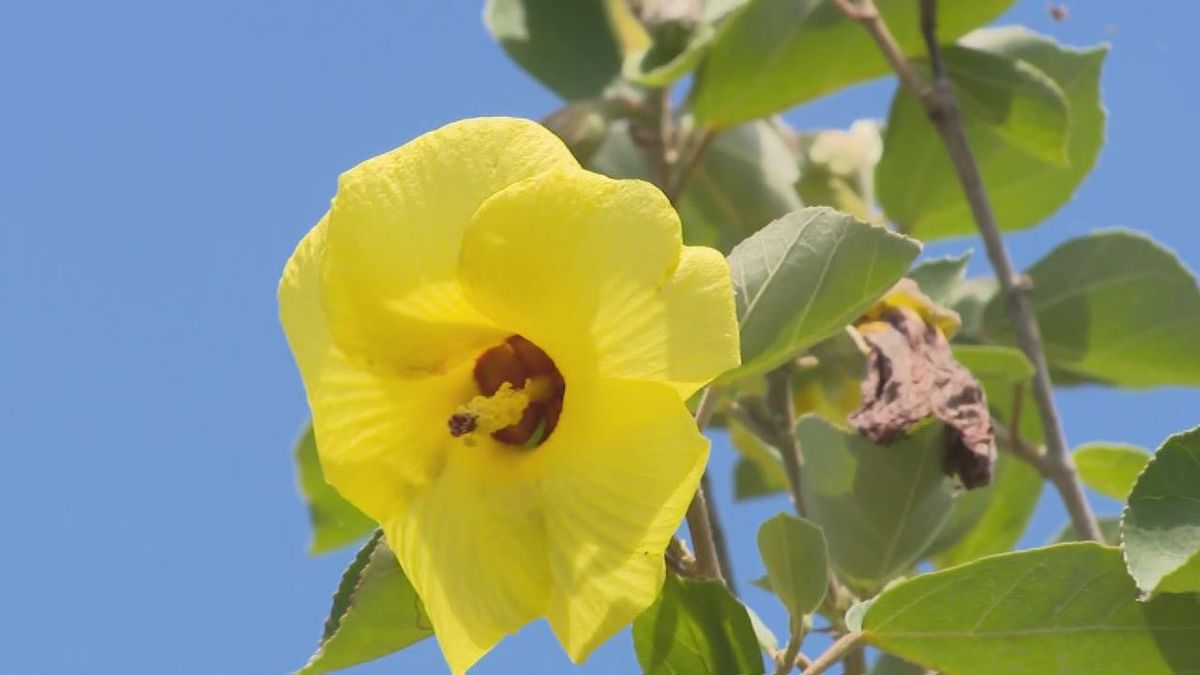 夏の花「ハマボウ」が見ごろ　川沿いに約500本　三重・紀北町