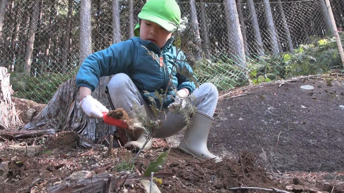 園児が自分で育てた地元特産「尾鷲ヒノキ」を植樹　三重・尾鷲市