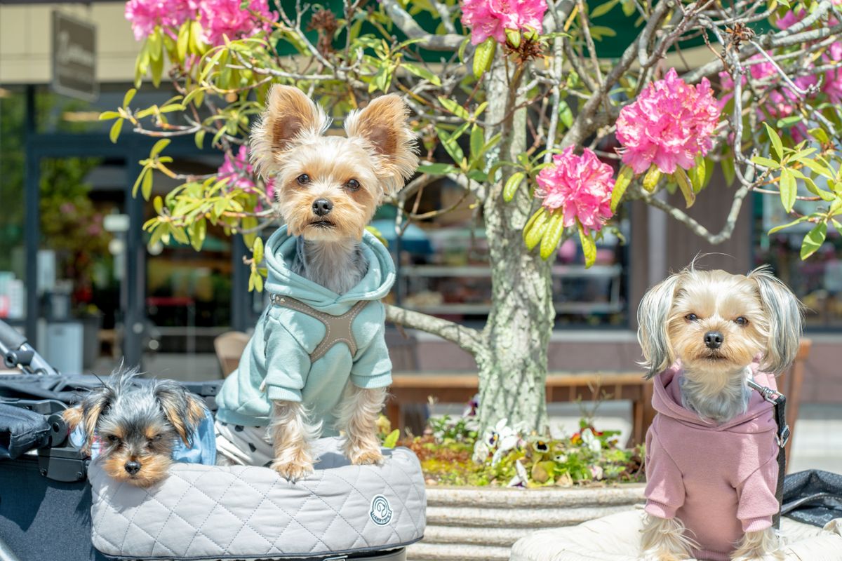 見渡す限りのわんこ！わんこ！わんこ！ 150店舗出店、愛犬と一緒にグルメ・散歩・買い物を満喫する「犬祭り」が今年も開催！初日はドッグランが新オープン、“わん友”との交流やペットの防災グッズも充実