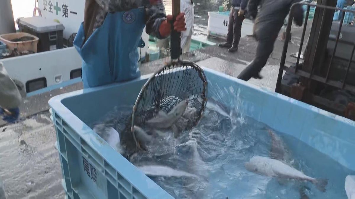 ぶりやマグロの初競り　三重・尾鷲市