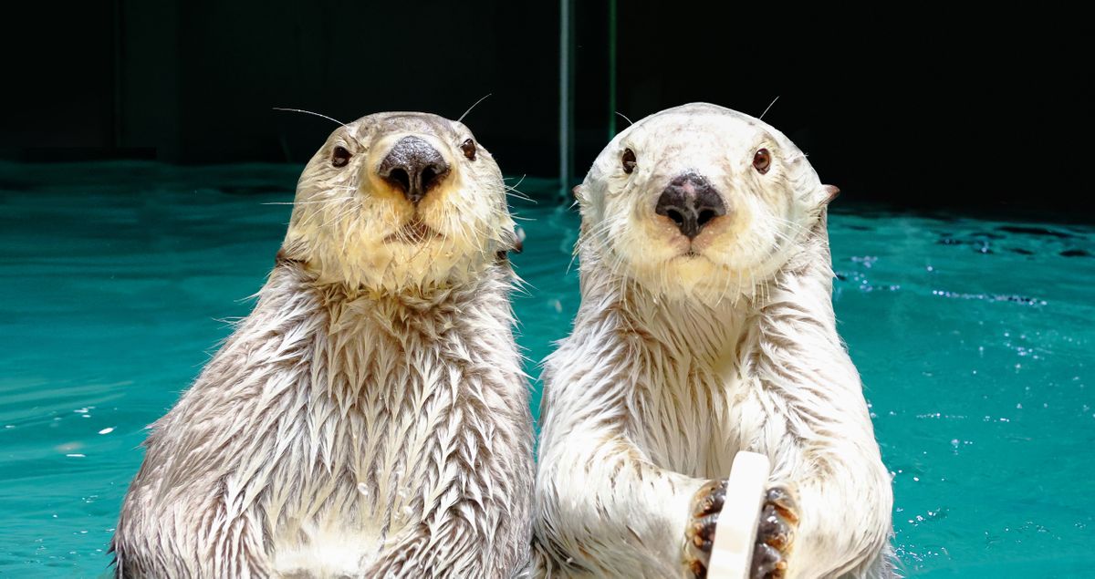 鳥羽水族館の人気者ラッコ２匹（鳥羽水族館提供）