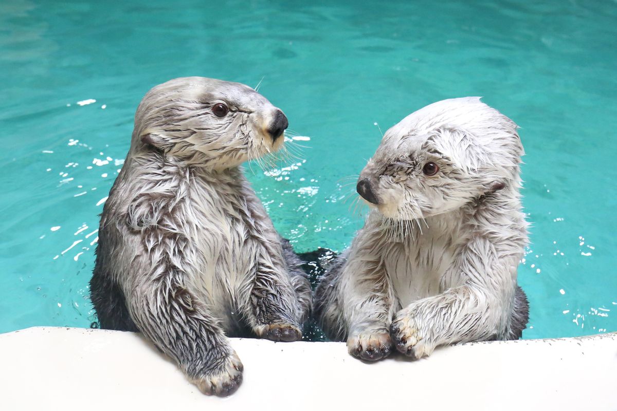 右がメイ、左がキラ（鳥羽水族館提供）