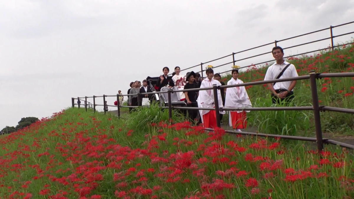 彼岸花が咲く堤で花嫁行列　“結婚式場ゼロ”の街に挙式を　市の目標は「日本一婚姻が祝福される街」　愛知・半田市