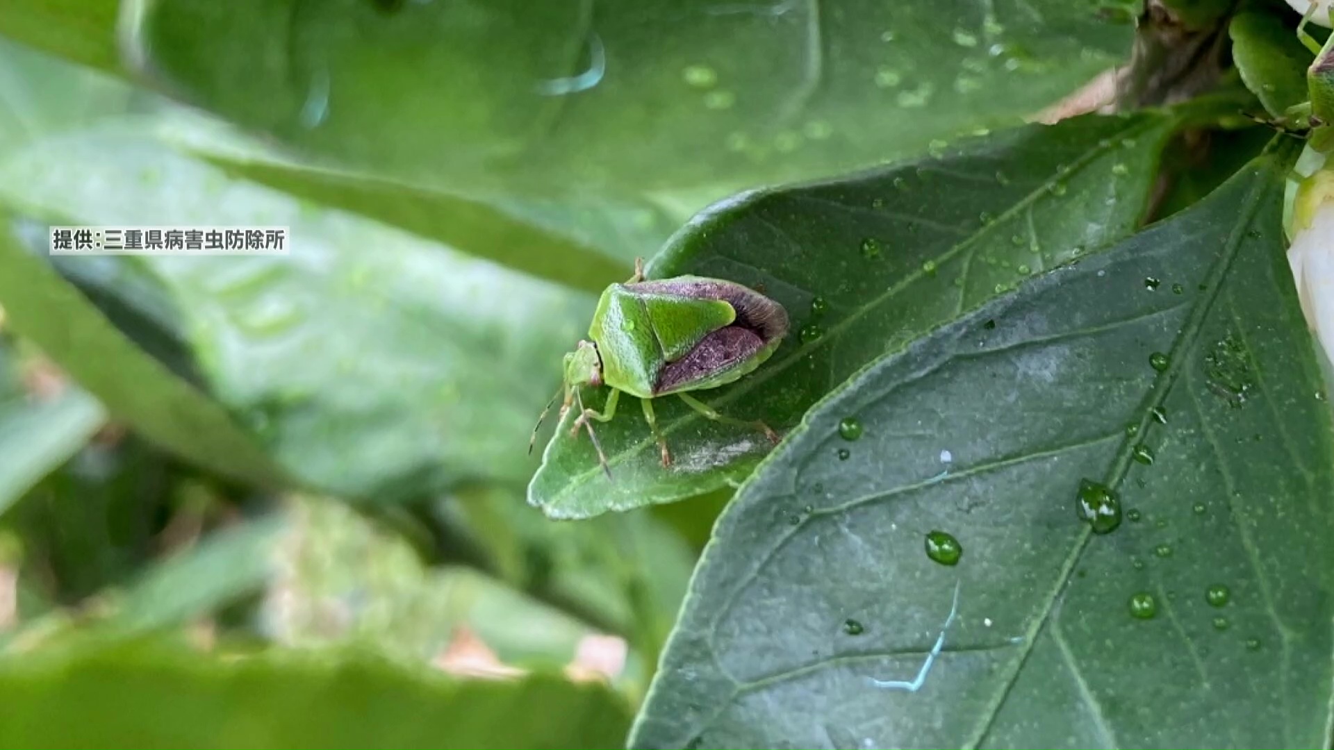 秋の害虫” カメムシがもう大量発生！三重では“例年の42倍” 急ぐナシ